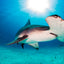 Hammerhead in the Light ll - Hammerhead Shark - Bimini, Bahamas