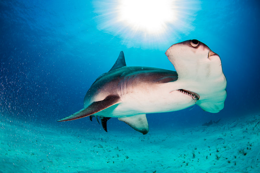 Hammerhead in the Light ll - Hammerhead Shark - Bimini, Bahamas