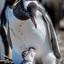 Baby Gentoo Penguins & Mom - Falkland Islands