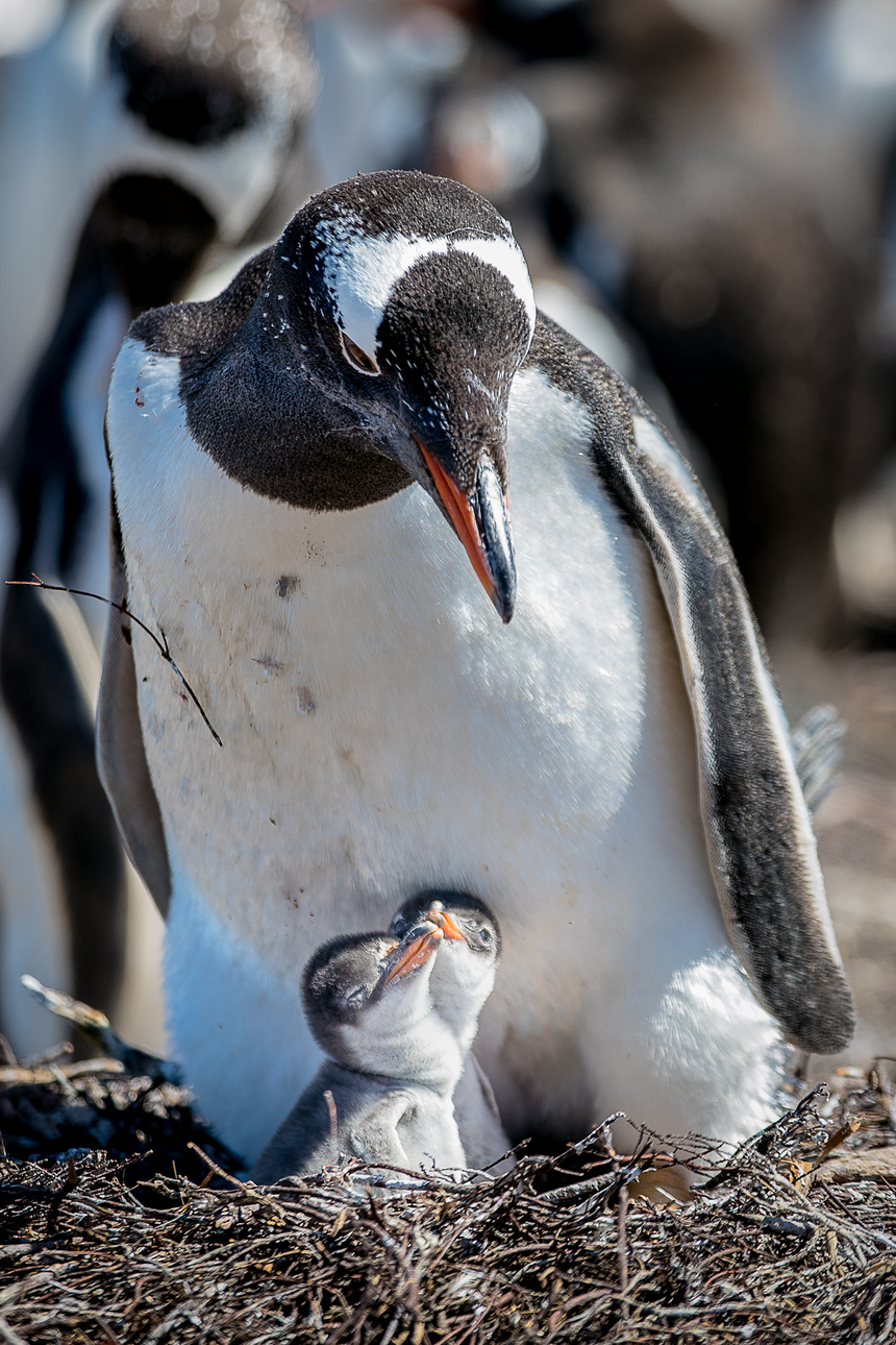 Baby Gentoo Penguins & Mom - Falkland Islands