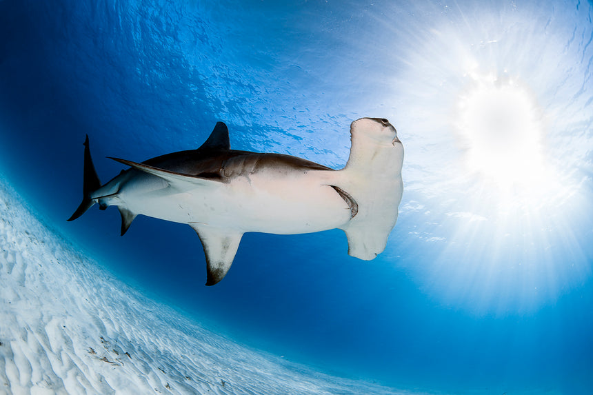 Hammerhead in the Light lll- Hammerhead Shark - Bimini, Bahamas