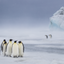 Which Way - Emperor Penguins - Snow Hill, Antarctica