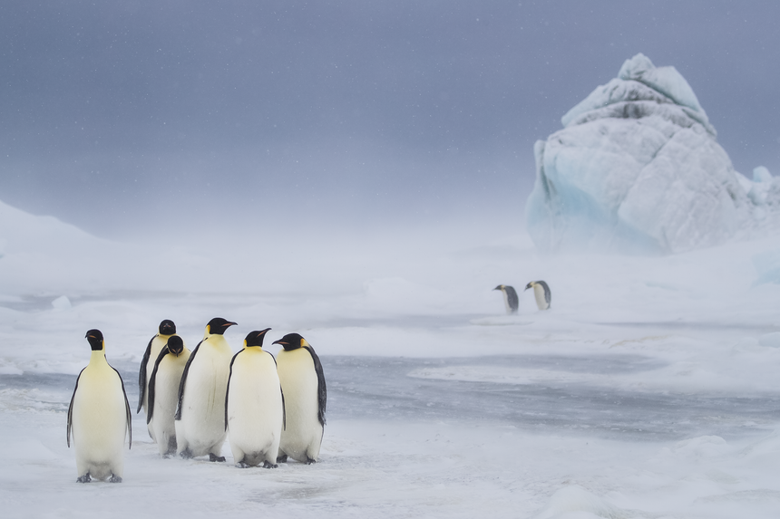 Which Way - Emperor Penguins - Snow Hill, Antarctica