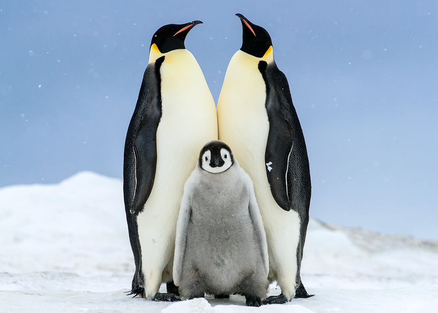 Family (Horizontal) - Emperor Penguin Chick with Parents - Snow Hill, Antarctica
