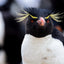 Rockhopper Penguin Portrait - Falkland Islands