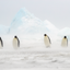 We Will Make It - Emperor Penguins - Snow Hill, Antarctica