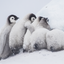 Huddle Closer - Emperor Penguin Chicks - Snow Hill, Antarctica