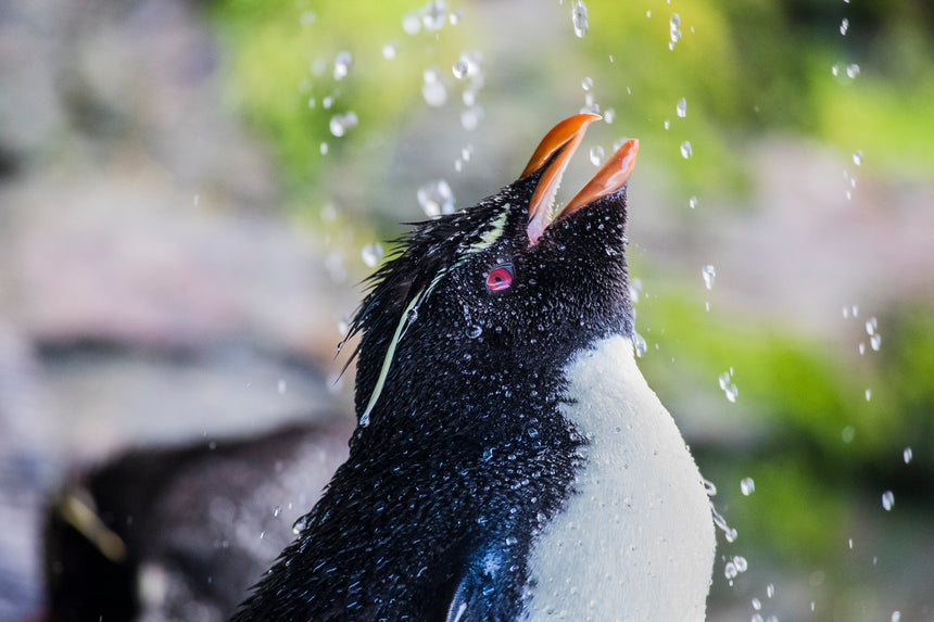 Waterfall Rockhopper Penguin ll - Falkland Islands