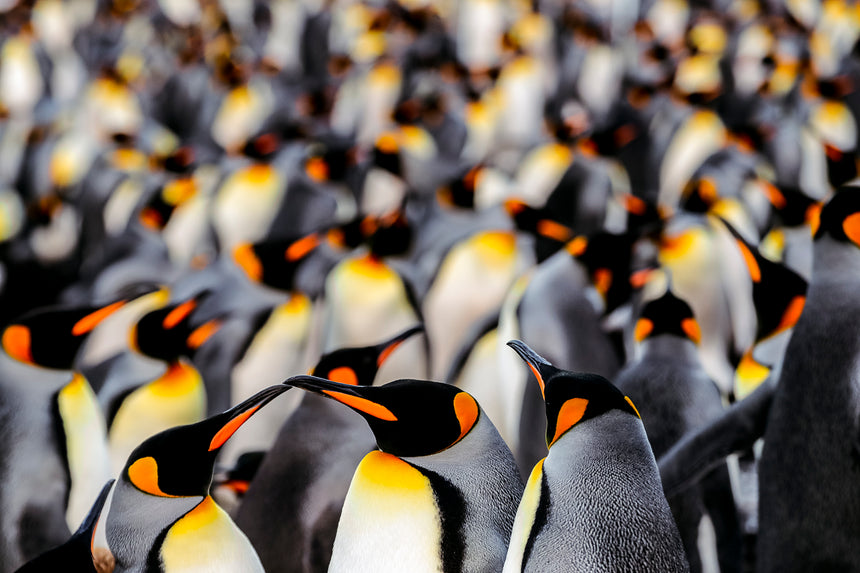 King Penguin Colony- Falkland Islands