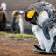 Molting King Penguin lll- Falkland Islands