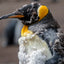 Molting King Penguin ll - Falkland Islands