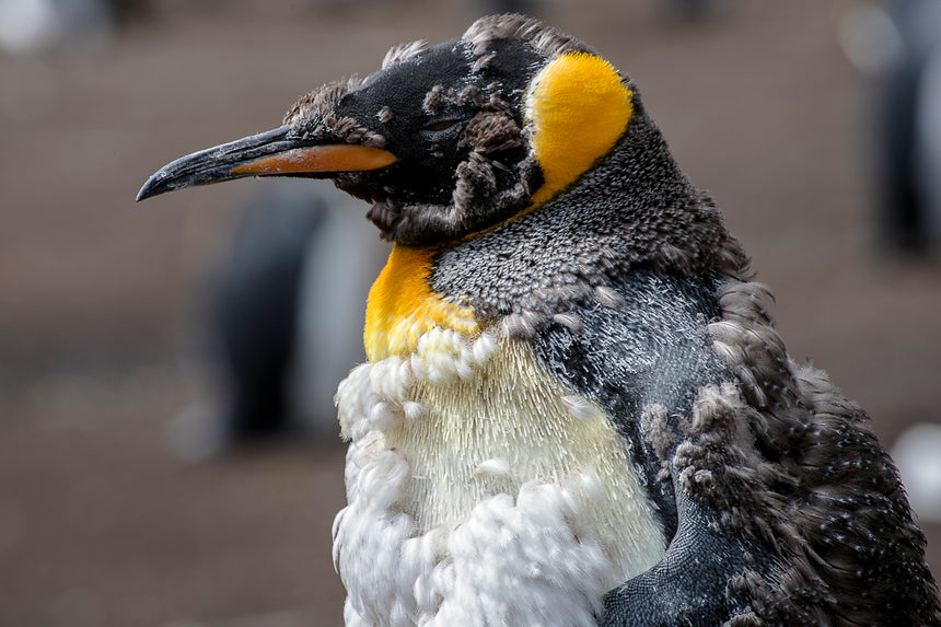 Waterfall Rockhopper Penguin lll - Falkland Islands