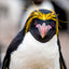 Macaroni Penguin- Falkland Islands