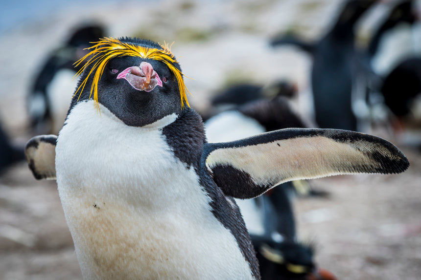 Macaroni Penguin ll- Falkland Islands