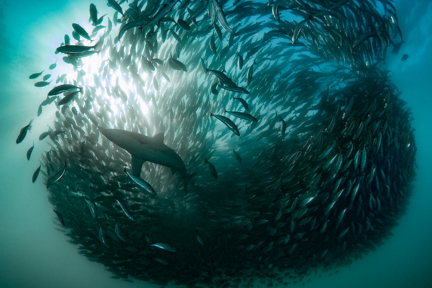 Shark Bait Ball - Port Saint Johns, South Africa - Sardine Run - Underwater  Photography by Nadia Aly – Nadia Aly Photography