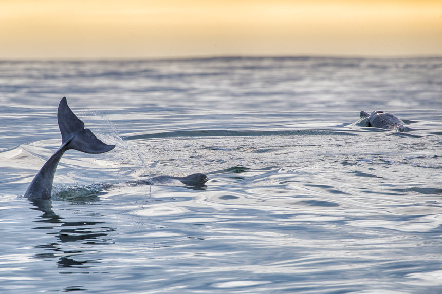 Humpback Dolphins - Port Elizabeth, South Africa