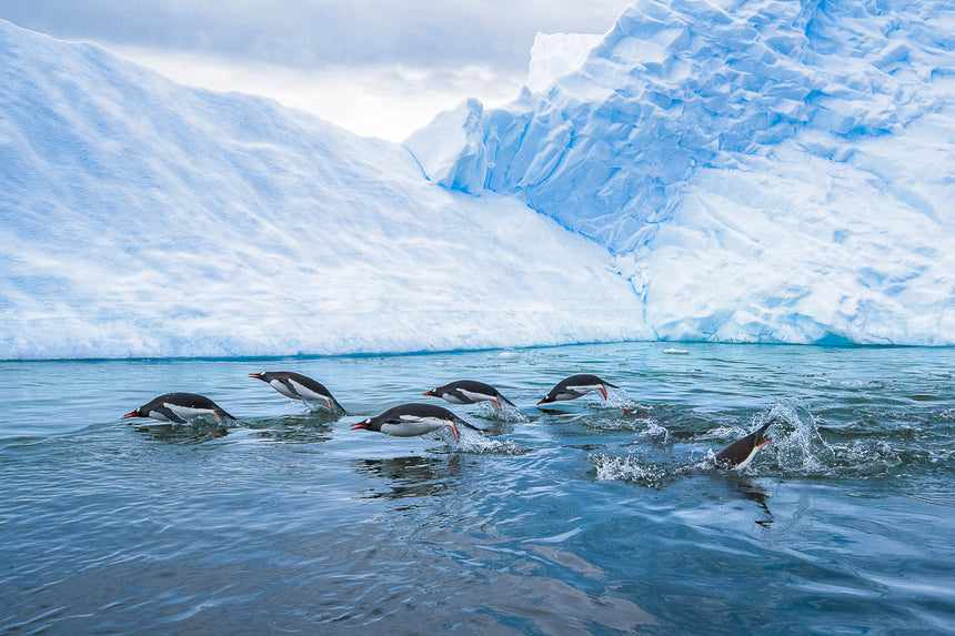Gallop - Gentoo Penguins - Antarctica