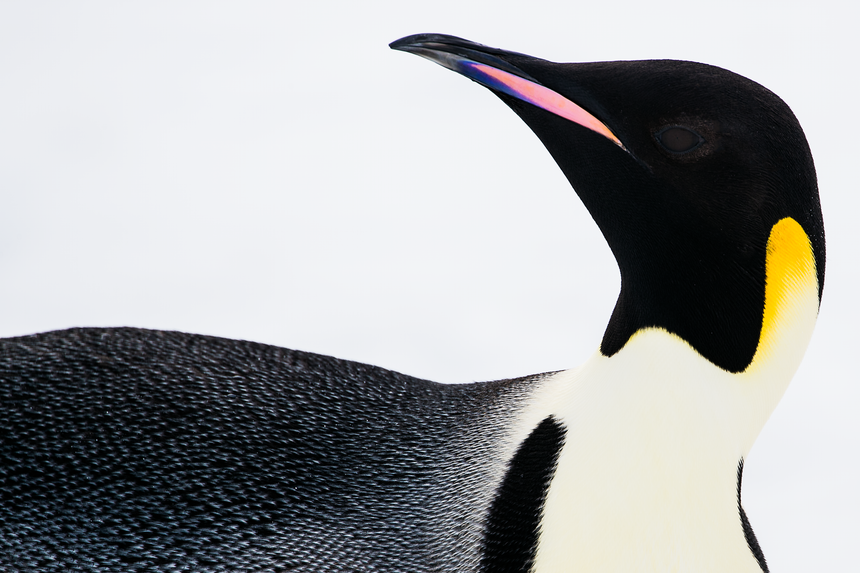 Portrait - Emperor Penguin - Snow Hill, Antarctica