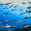 Conference of the Sharks - Fakarava , French Polynesia