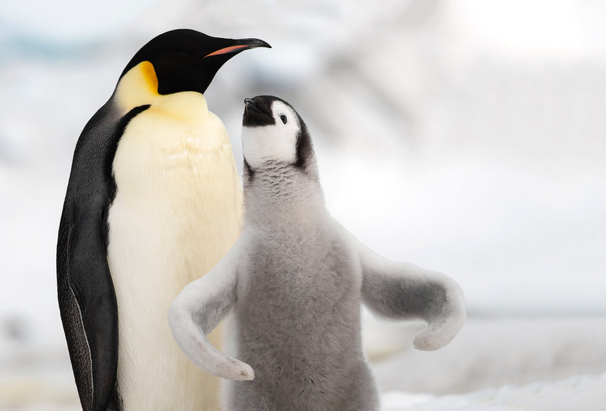 Feed Me - Emperor Penguins - Snow Hill, Antarctica