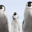 The Gang - Emperor Penguin Chicks - Snow Hill, Antarctica