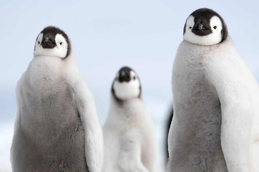 Bored - Emperor Penguin Chick - Snow Hill, Antarctica