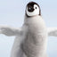 I Want to Fly - Emperor Penguin Chick - Snow Hill, Antarctica