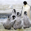 Play Time - Emperor Penguin Chick - Snow Hill, Antarctica