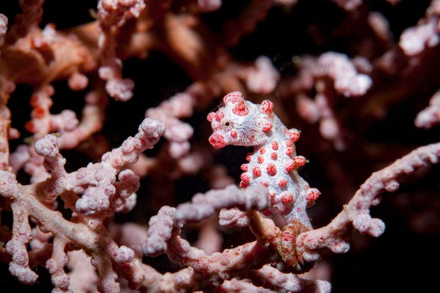 Pink Pygmy Seahorse