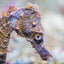 Purple Seahorse - Komodo, Indonesia