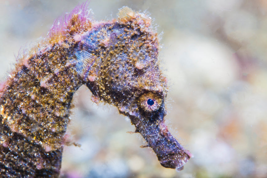 Purple Seahorse - Komodo, Indonesia