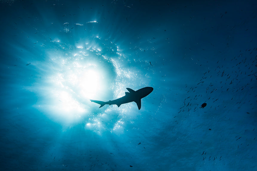 Shark Silhouette - Palau