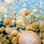 Jellyfish Cloud Forest - Palau