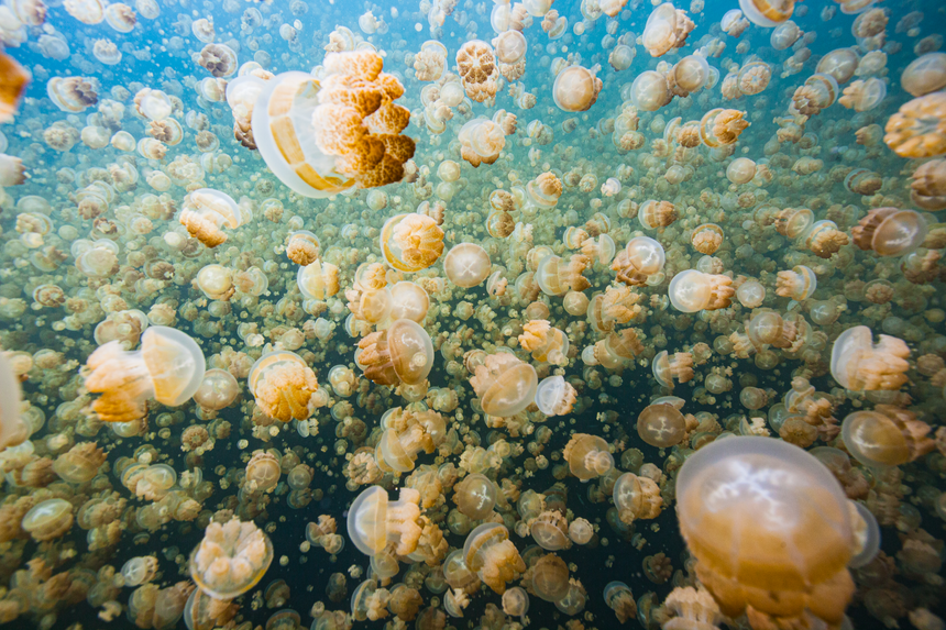 Jellyfish Traffic - Palau