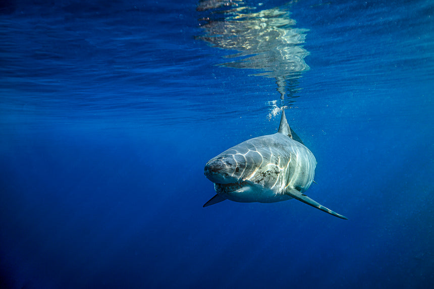 Great White Shark - Guadalupe Island, Mexico